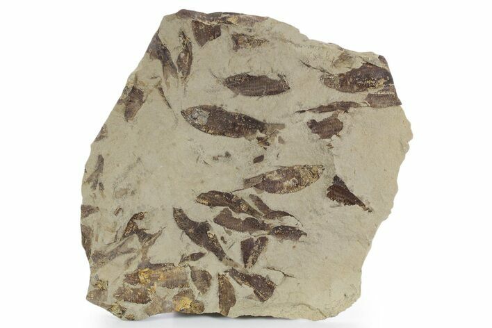 Fossil Fish (Gosiutichthys) Mortality Plate - Wyoming #357157